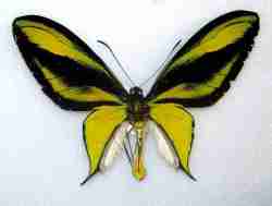 Kupu Ornithoptera paradisea