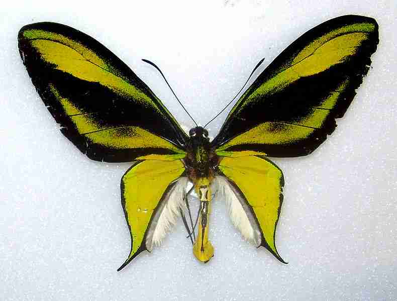Kupu Ornithoptera paradisea