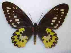 Ornithoptera rothschildi
