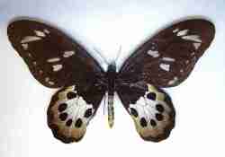 Ornithoptera tithonus