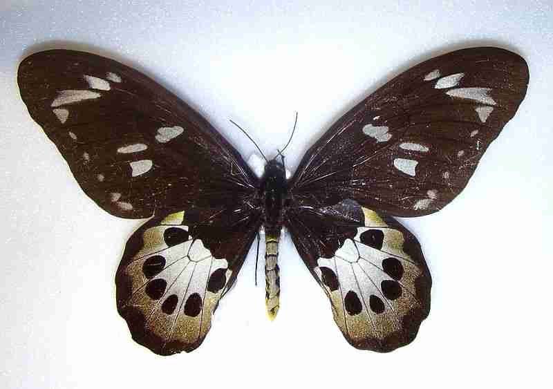 Ornithoptera tithonus