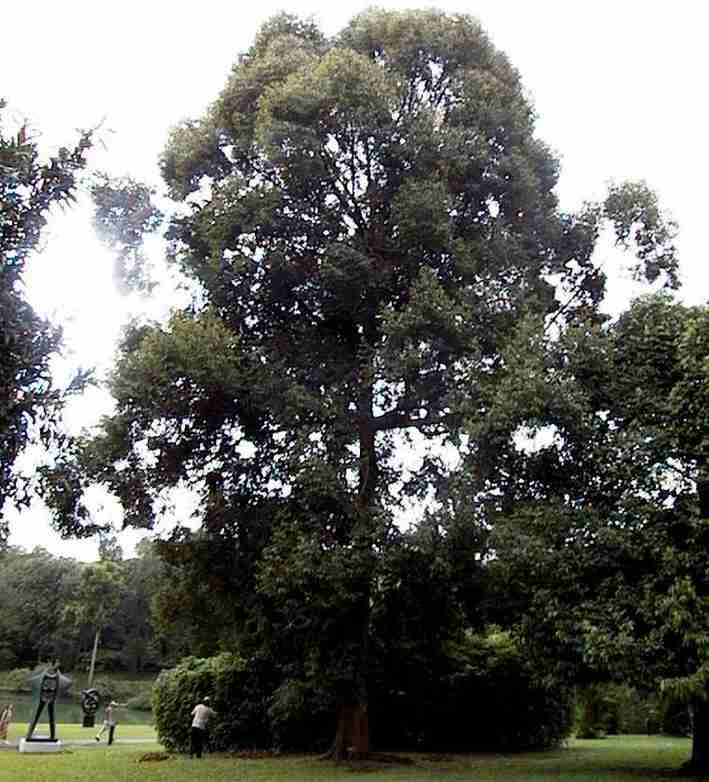 Pohon Kapur (Dryobalanops aromatica)