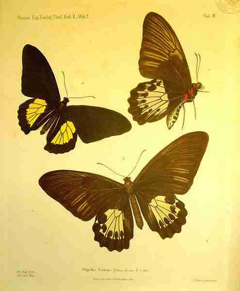 Kupu-kupu Troides criton