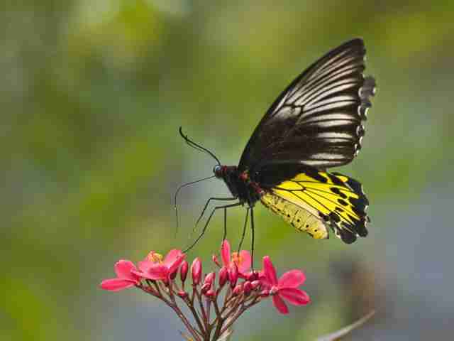 Kupu-kupu Troides helena
