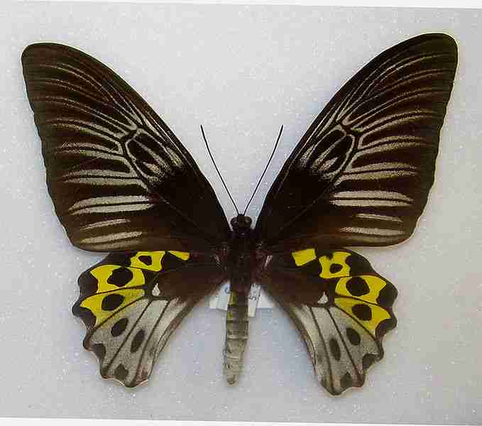 Kupu-kupu Troides hypolitus