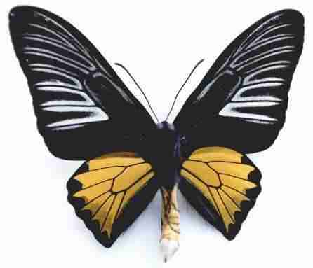 Kupu-kupu Troides rhadamantus