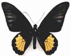 Kupu-kupu Troides riedeli