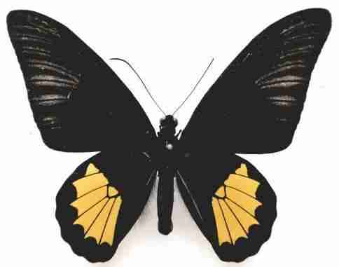 Kupu-kupu Troides riedeli