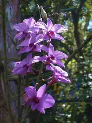 Anggrek Larat (Dendrobium phalaenopsis)