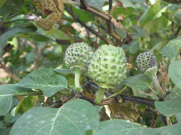 Buah Kecubung