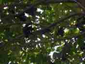 Pohon dan buah jengkol