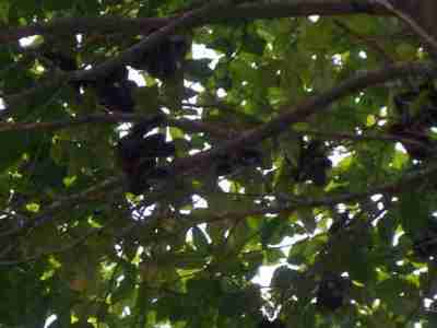 Pohon dan buah jengkol