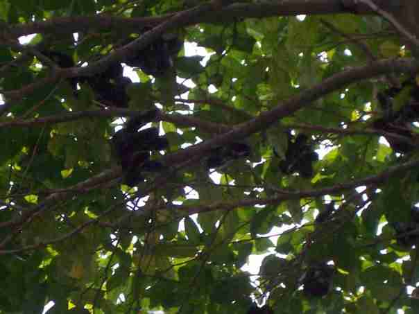 Pohon dan buah jengkol
