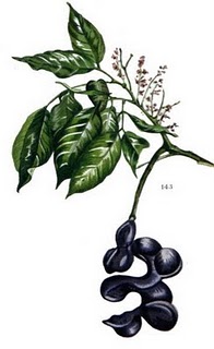 Jengkol (Archidendron jiringa)