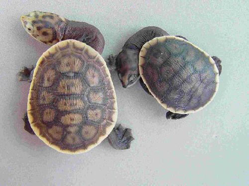 Kura-kura-Chelodina-parkeri