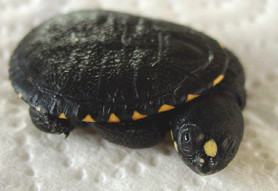 Kura-kura Papua Leher Panjang (Chelodina novaeguineae)