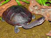 Kura-kura-Rote-Chelodina-mccordi Kura-kura Rote