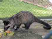 Musang Luwak (Paradoxurus hermaphroditus)