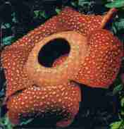 Bunga Rafflesia arnoldii