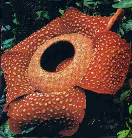 Bunga Rafflesia arnoldii