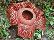 Bunga Rafflesia Arnoldi
