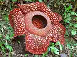 Bunga Rafflesia Arnoldi