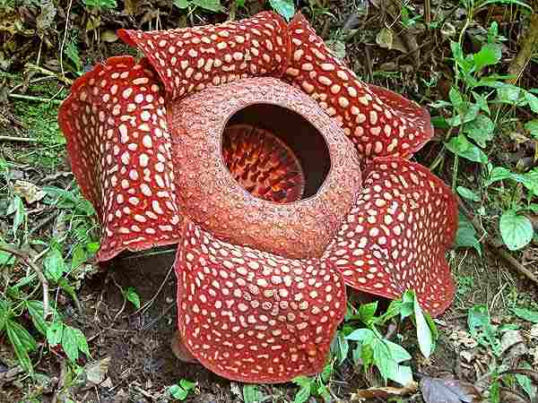 Bunga Rafflesia Arnoldi