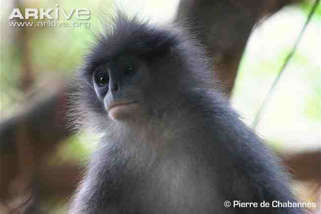 Surili Jawa (Presbytis comata)