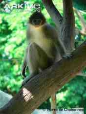 Surili Jawa (Presbytis comata)