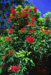 Kawoli-Alloxylon-brachycarpum Kawoli atau Alloxylon brachycarpum