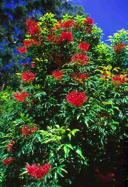 Kawoli atau Alloxylon brachycarpum