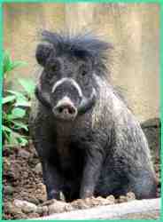 Babi kutil atau babi jawa (sus verrucosus)