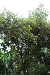 Bidara (Ziziphus mauritiana)