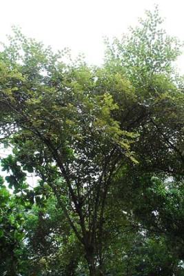 bidara-Ziziphus-mauritiana Bidara (Ziziphus mauritiana)