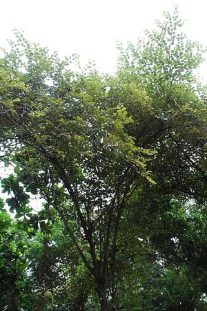 Bidara (Ziziphus mauritiana)