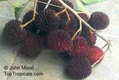 Buah Tenggaring atau Kapulasan