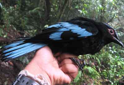 Burung Ciung Mungkal Sumatera