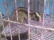 Great-tailed-Striped-Possum