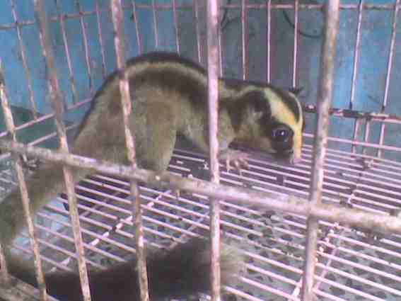 Great-tailed-Striped-Possum