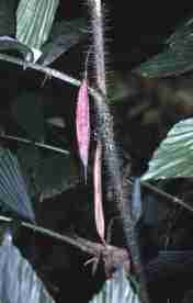 Palem jawa (Ceratolobus glaucescens)