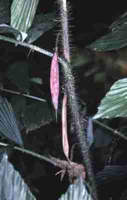 Palem jawa (Ceratolobus glaucescens)