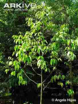 Meranti Putih atau Shorea resinosa