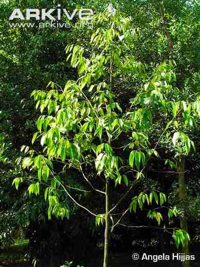 Meranti Putih atau Shorea resinosa