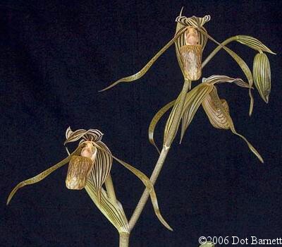 Anggrek kantung kolopaking