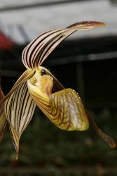 Bunga anggrek kantung kolopaking