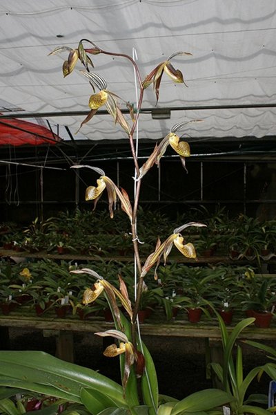 Anggrek Paphiopedilum kolopakingii