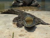 buaya-siam Buaya Siam (Crocodylus siamensis)