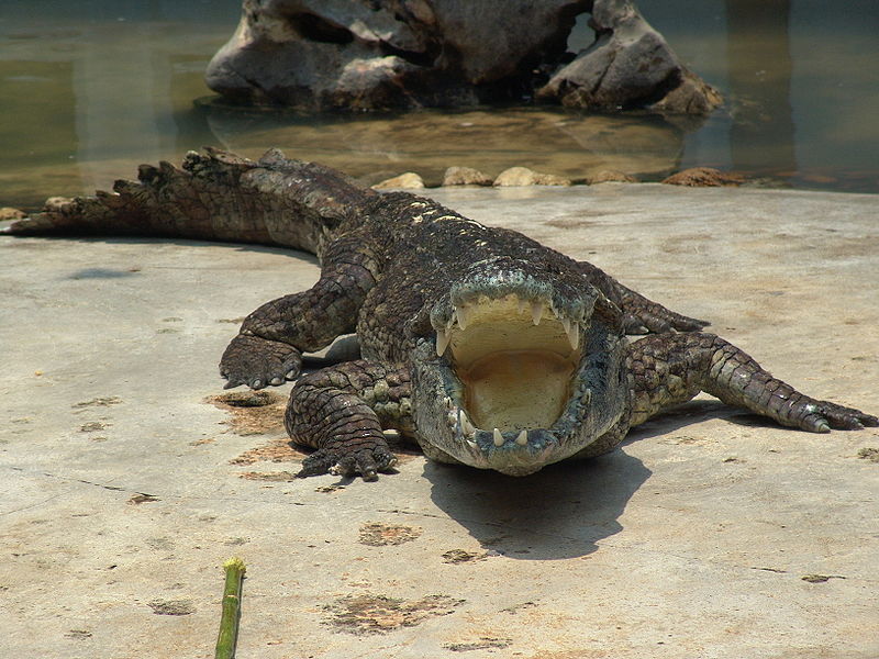 Buaya Siam (Crocodylus siamensis)