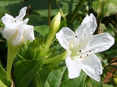 Bunga ashar atau kembang pukul empat