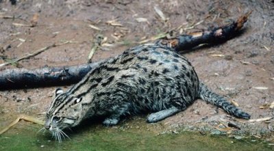 Kucing Bakau atau Fishing Cat